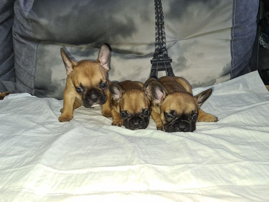 Продам щенков французского бульдога