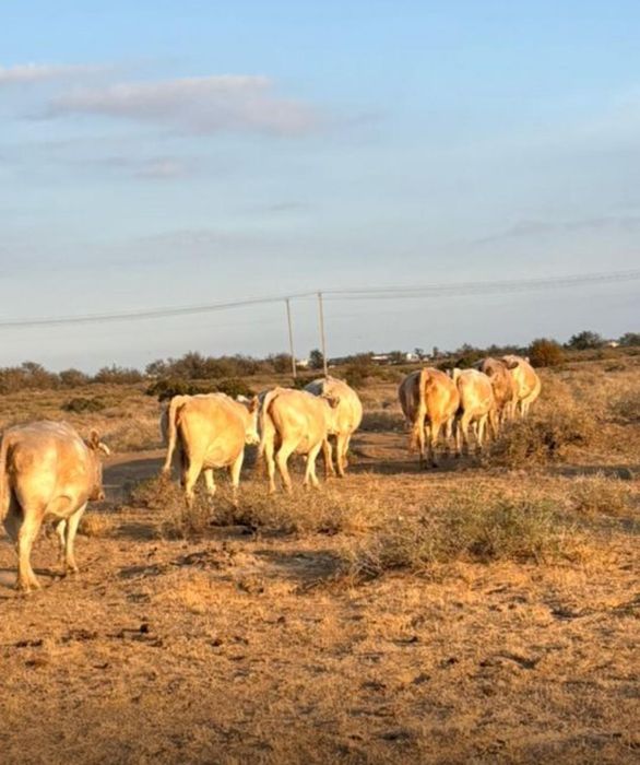 Асылтұқымды сыйырлар сатылады
