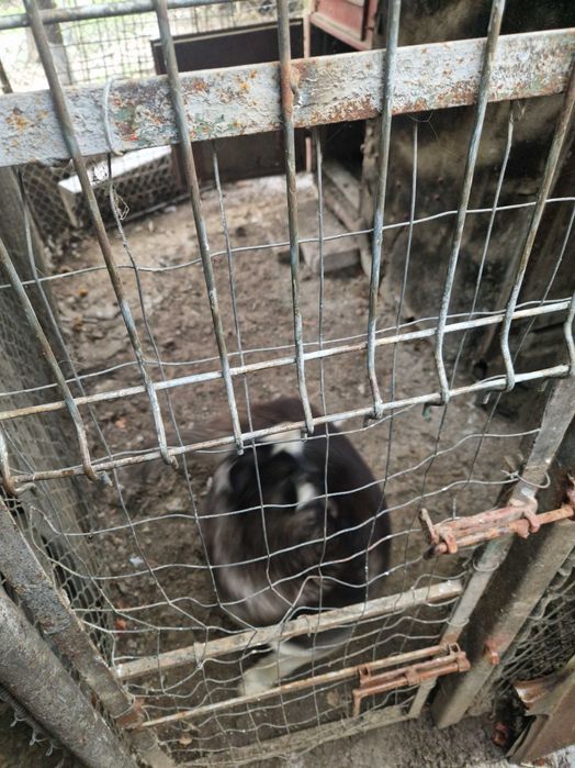 Câine tip Husky – prietenos, vaccinat + carnet