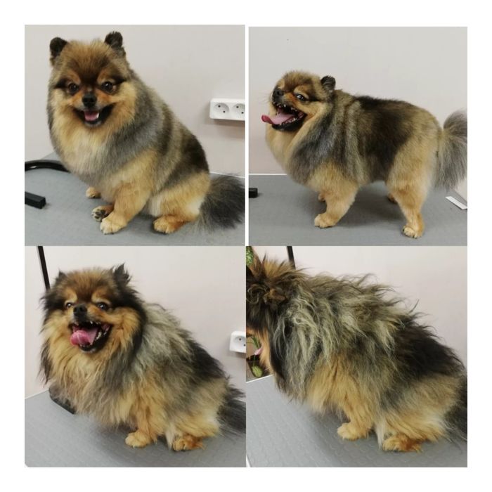 Грумер ваших питомцев