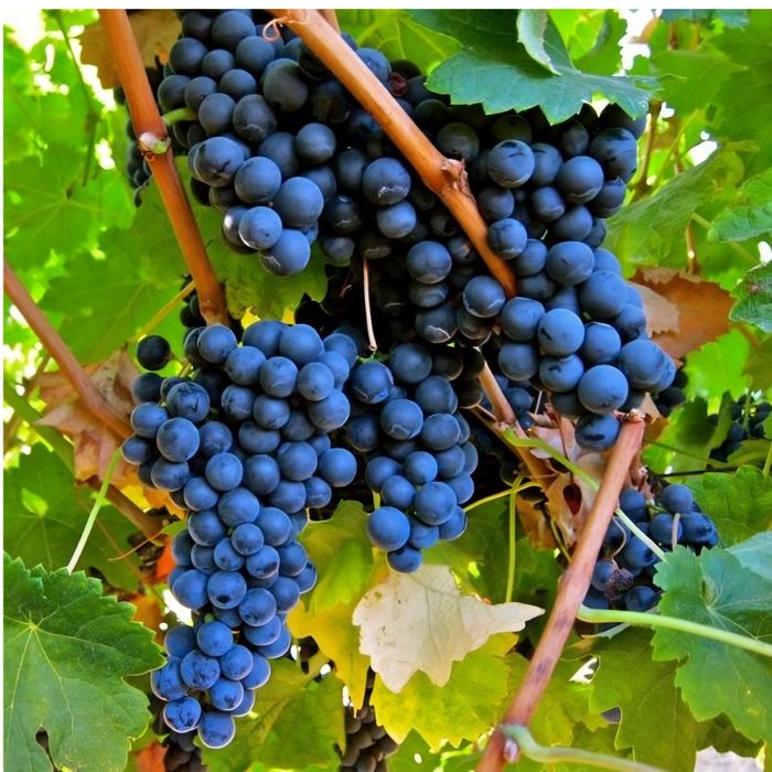 Vand struguri Merlot
