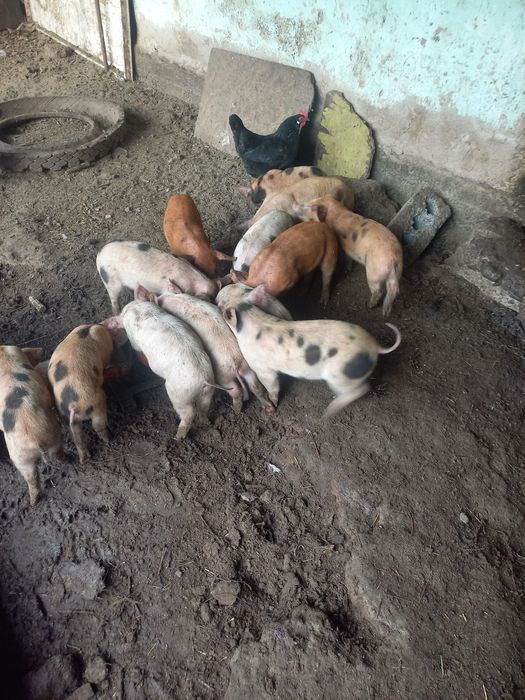 Поросята месячные