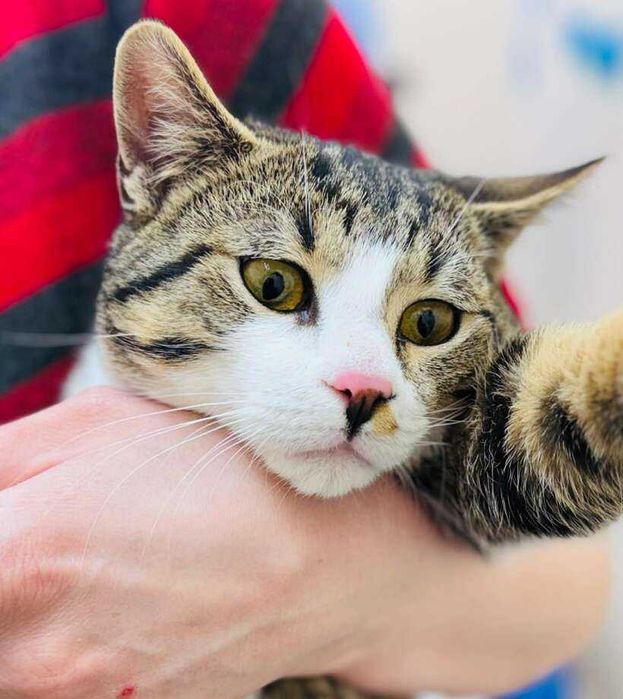 Коте Рио търси своя дом