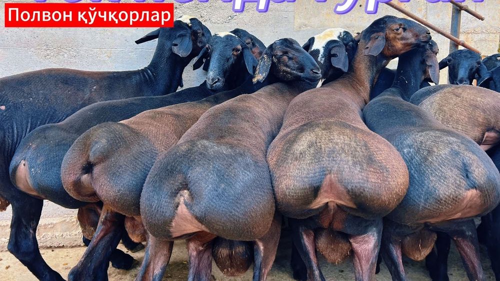 АРАШАН гиссарси қошқар