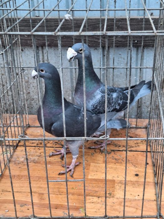 Voiajori Germani de frumusețe