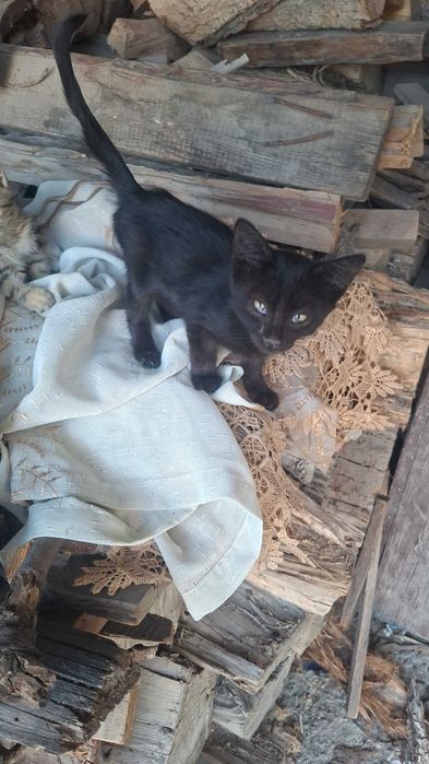 Отдаём котят даром