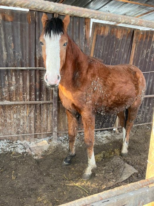Тай сатылады семіз
