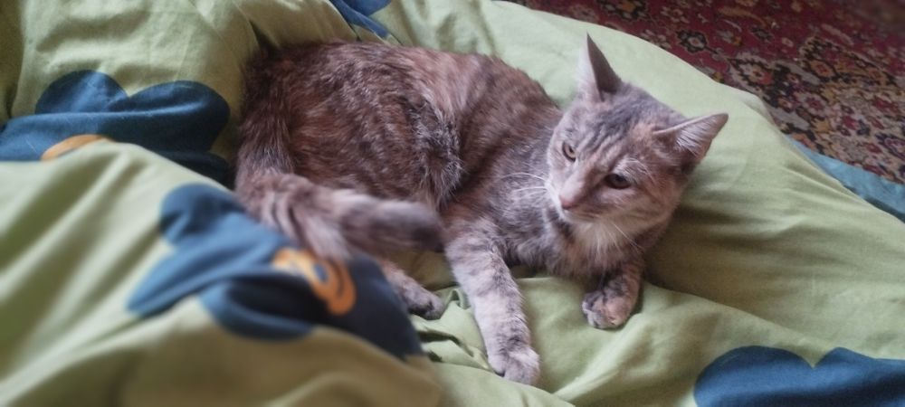 Отдам ласковую кошечку