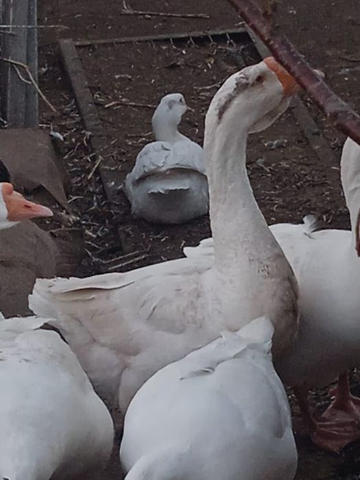 Яйца гусиные инкубационные