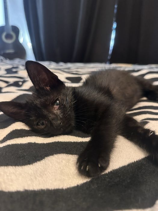 Подарявам 3 котенца