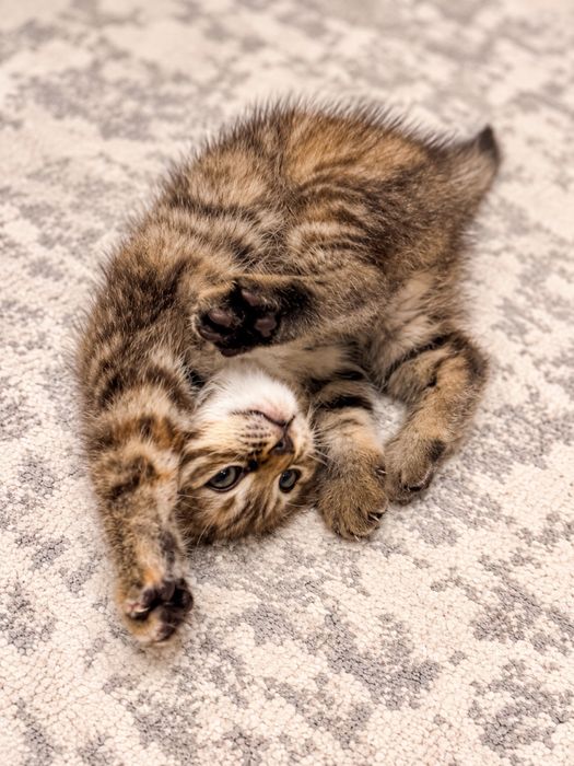Шотландский вислоухий котенок