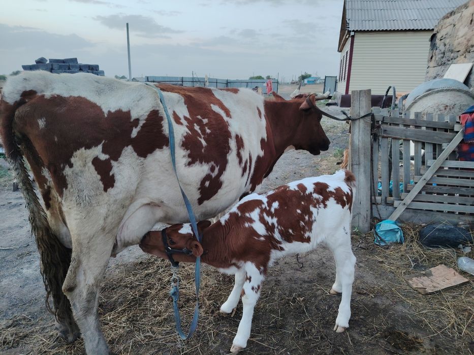 Продам корову с телёнком