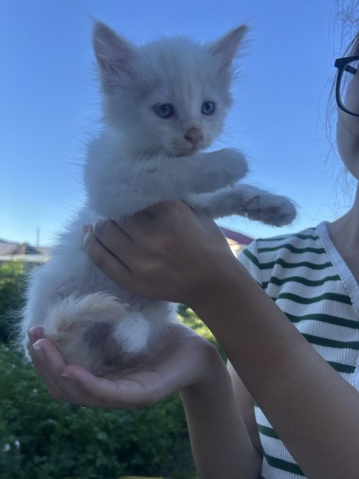 Отдам котят в добрые руки