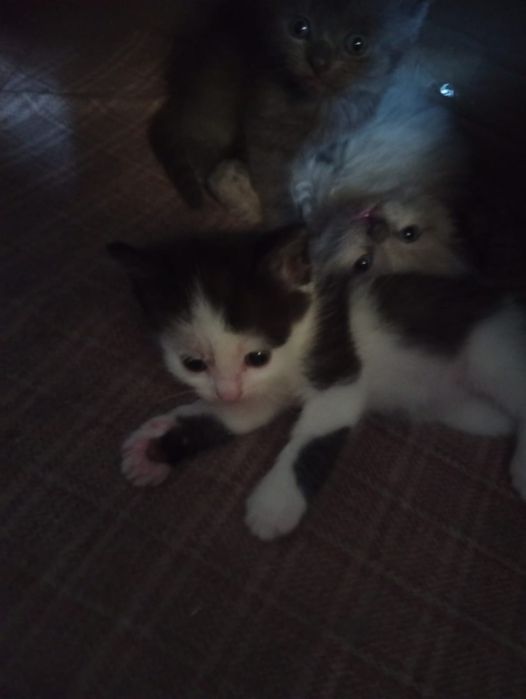 Отдам котят в добрые руки