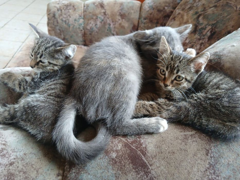 Отдам      котят