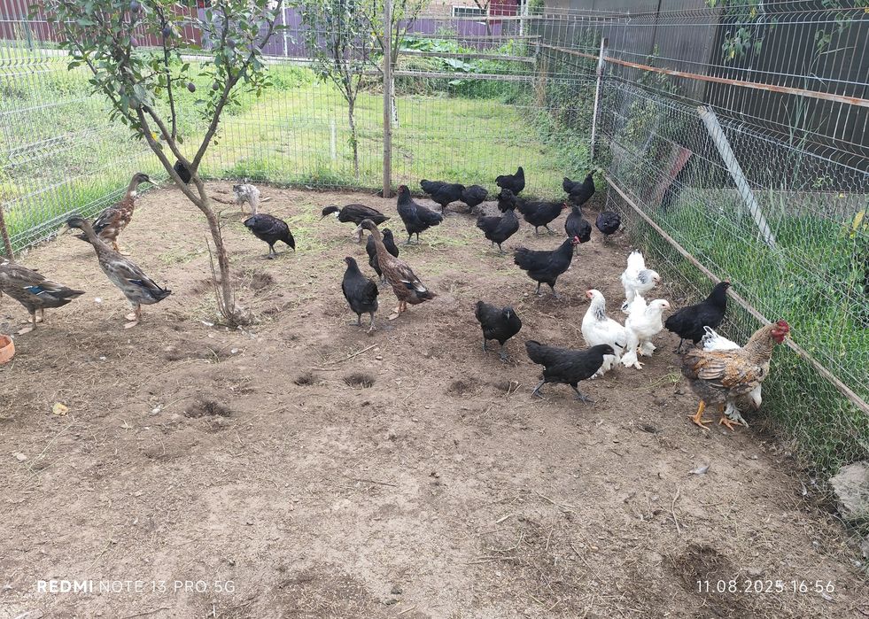 Cocoș australorp