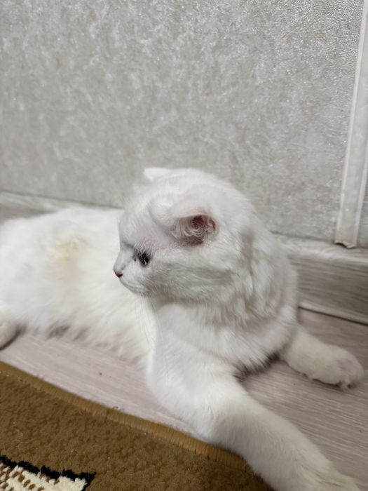 Шотландық бүктелген құлақты -Scottish fold