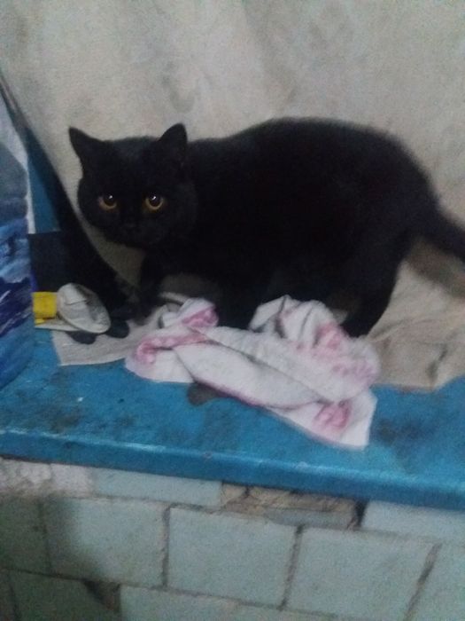 Кот, доставка бесплатно