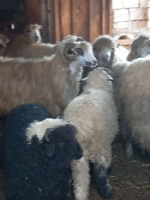 Disponibili detalii la telefon