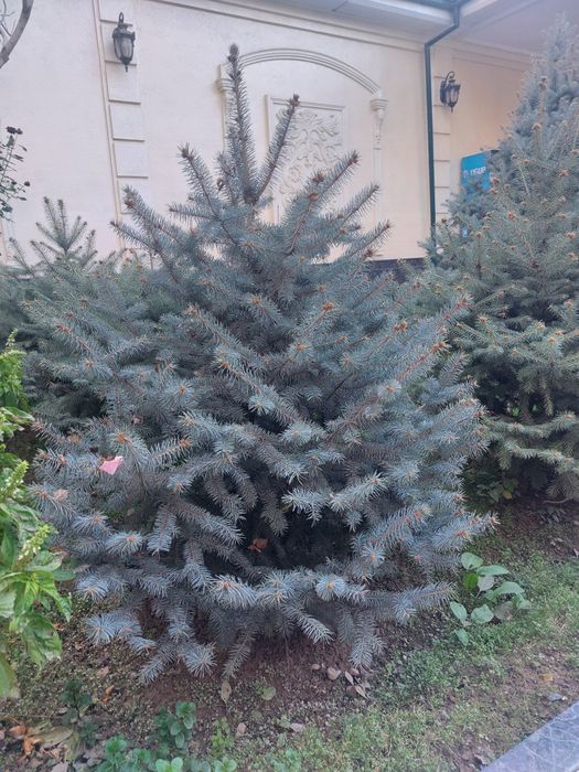 Продаётся ёлка садовая