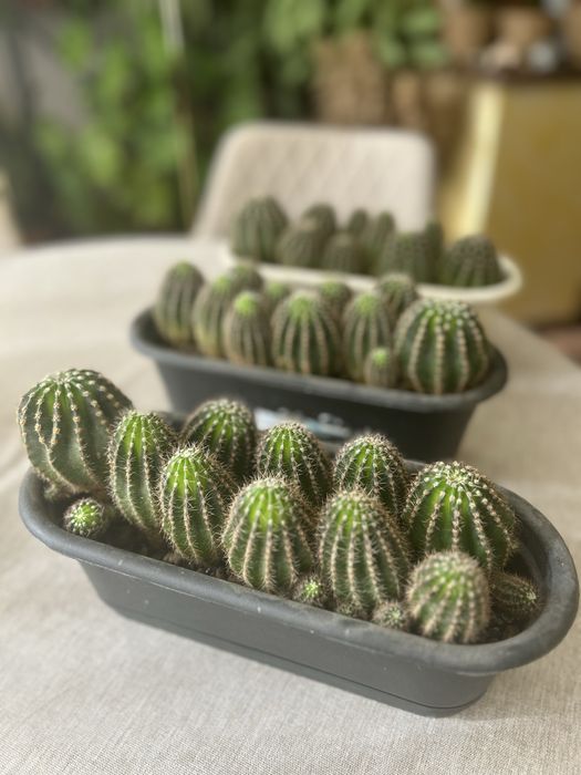 Кактус декоративный