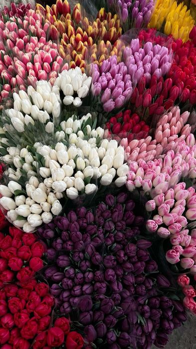 Тюльпаны для корпоратива