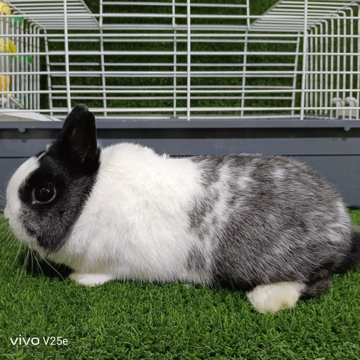 Karlik dekarativni quyonchala