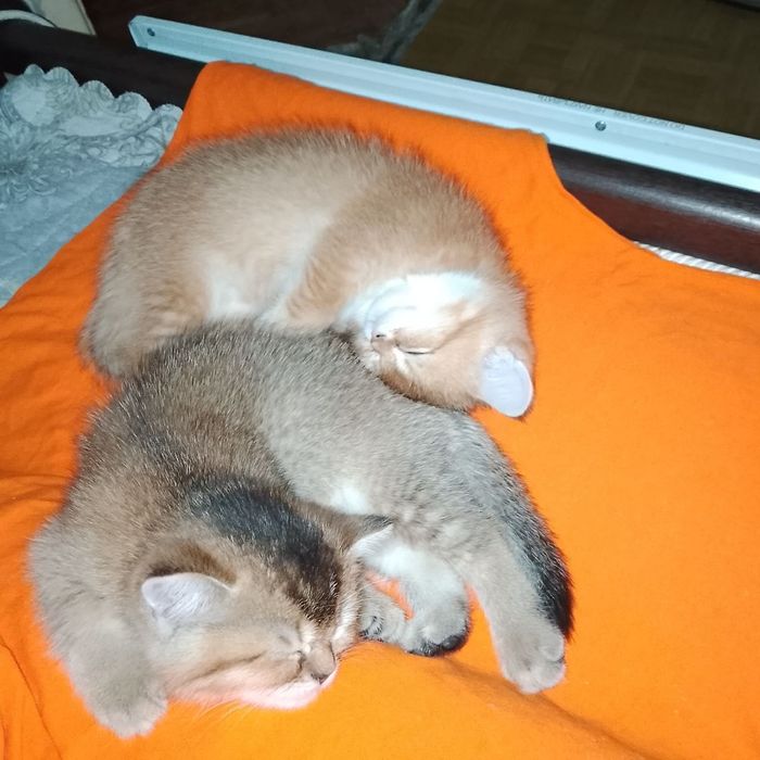 Золотые британские котята