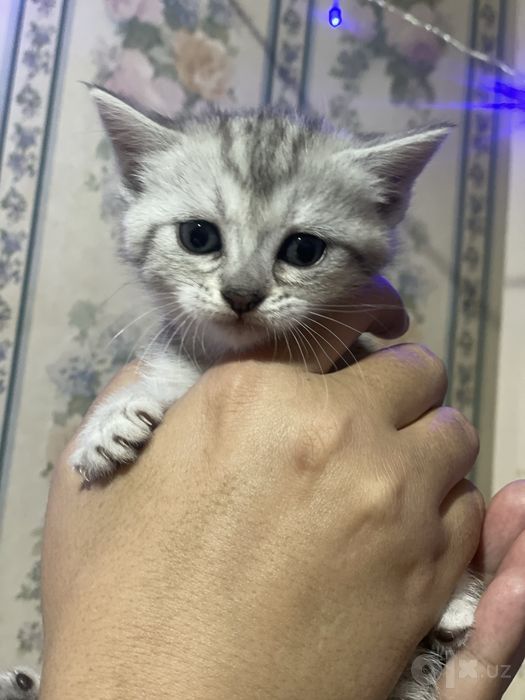 Продается котята