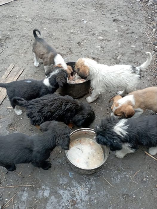 Отдам щенков в добрые руки