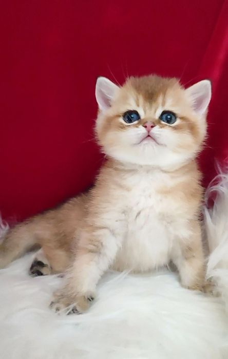 Британец мальчик чистокровный золотая шиншила