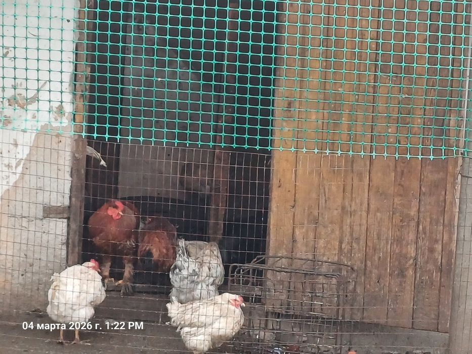 Куры ммшщщпаппрззщш