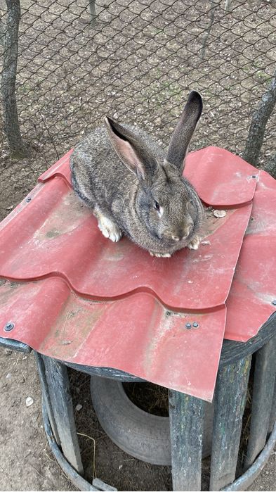 De vanzare iepuroica urias german