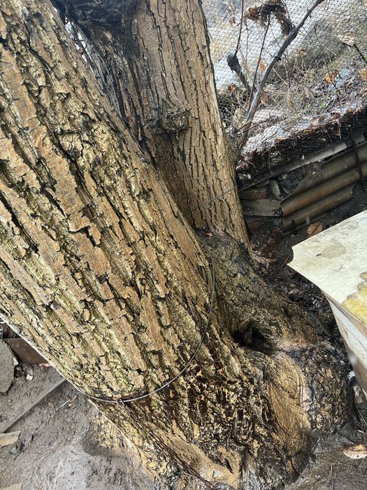 Продам дерево грецкого ореха