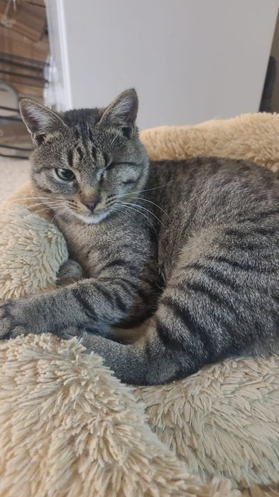 Котята мальчики и девочки 3-4 месяца