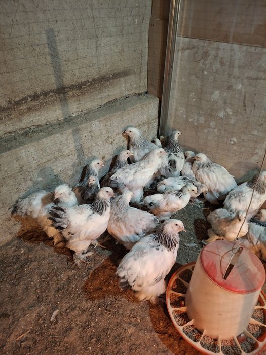 Продажа брамо светлый