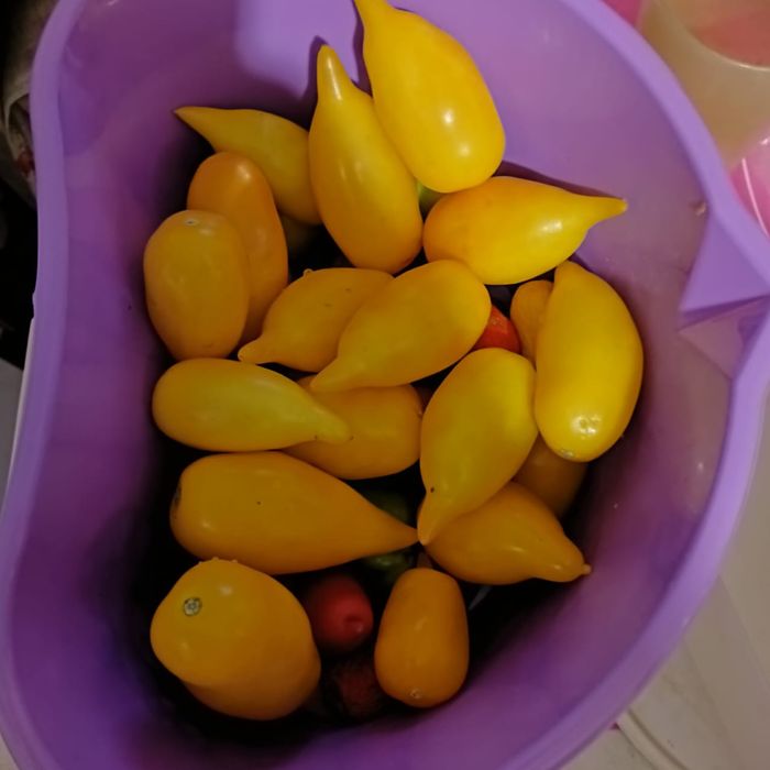 Отличные семена томатов на рассаду