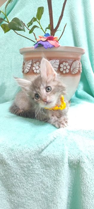 Котята породы Мейн-кун