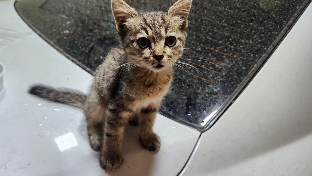 Котёнок ласковый хороший