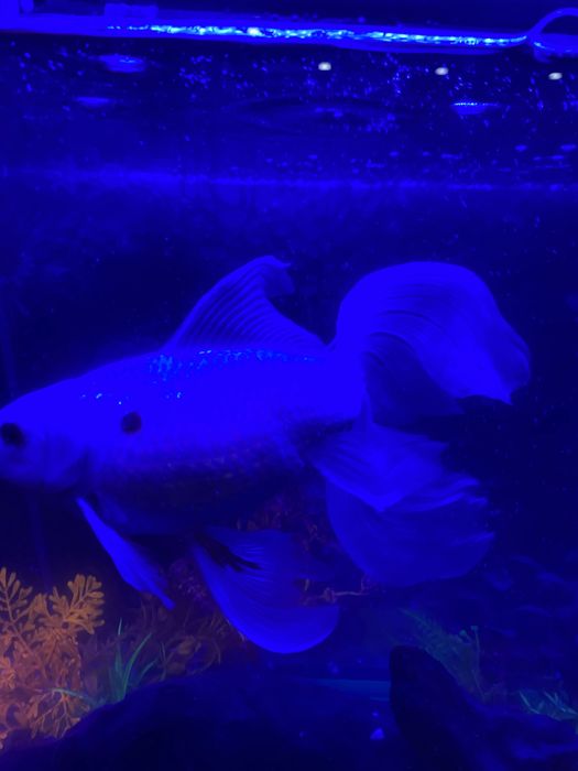 Продам рыбку 20 сантиметров , цена 5000