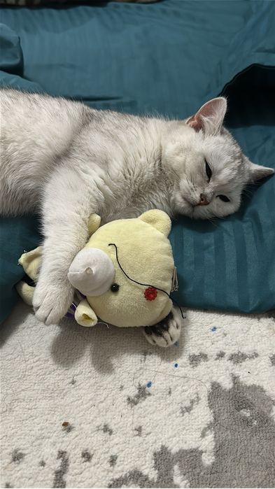 Вязка случка кошек