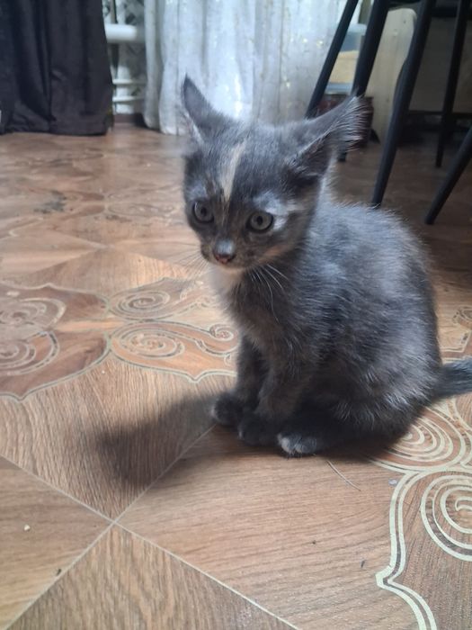 Отдам котенка домашнего