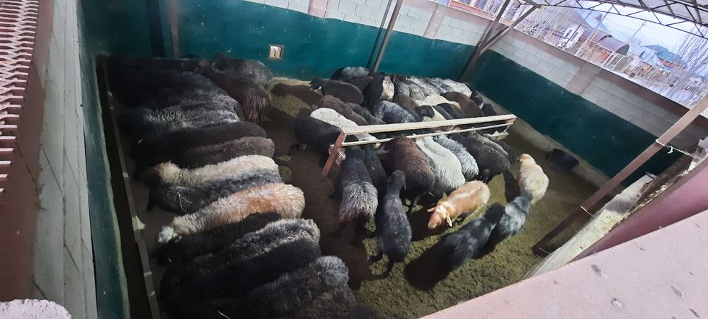 Май семиз кой токты тусак кошкар