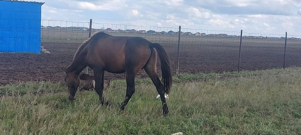 Астана қаласы илинка ауылында