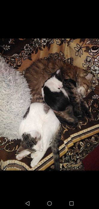 Cazare PISICI MICI ptr ÎNVĂȚARE LA LITIERA - pet sitter cu experienta