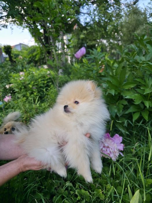 Померанский шпиц