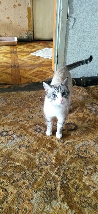 Срочно Отдам кота!