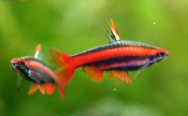 Аквариумные рыбки