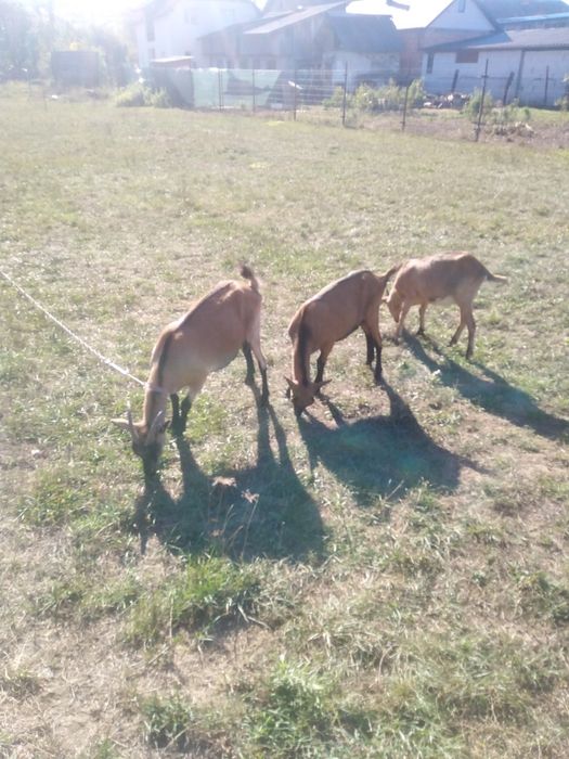 O capra, o iada și un tapuc