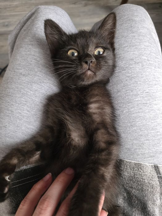 Отдам кота, домашняя версия